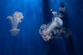 Jellyfish back light underwater close up Royalty Free Stock Photo