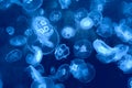 Jellyfish background Royalty Free Stock Photo