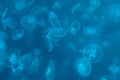 Jellyfish background Royalty Free Stock Photo