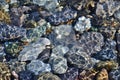 Jellyfish on the background of rocks in the water. Royalty Free Stock Photo