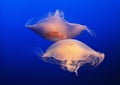 Jellyfish ballet Royalty Free Stock Photo