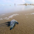 Jellyfish on beach Royalty Free Stock Photo