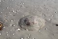 Jellyfish on the beach at Sanibel Island Florida Royalty Free Stock Photo