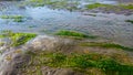 JELLYFISH BEACH SEA WEED WITH WATER