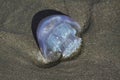 Jellyfish Translucent Blue Colors on the Beach