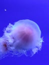 Jellyfish in beautiful bright blue water in aquarium in Charleston, SC. Royalty Free Stock Photo