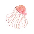 Jellyfish, Beautiful Coral Swimming Marine Underwater Creature Vector Illustration