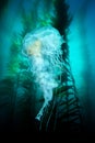 Jellyfish in beautiful kelp bed Royalty Free Stock Photo