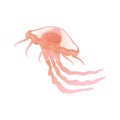 Jellyfish, Beautiful Swimming Marine Underwater Creature, Glowing Transparent Medusa Vector Illustration Royalty Free Stock Photo