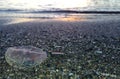 Jellyfish being washed ashore, Malaga Royalty Free Stock Photo