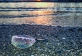 Jellyfish being washed ashore, Malaga Royalty Free Stock Photo