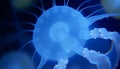 Jellyfish bioluminescent, underwater creature, deep sea life, ocean Generative AI Royalty Free Stock Photo