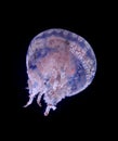 Jellyfish on black background Royalty Free Stock Photo