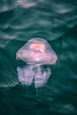 Jellyfish in the Black Sea 3