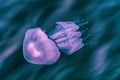 Jellyfish in the Black Sea 9