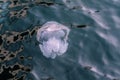 Jellyfish in the Black Sea 5