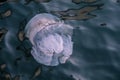 Jellyfish in the Black Sea 6