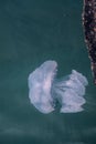 Jellyfish in the Black Sea 7