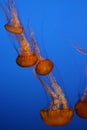 Jellyfish in blue