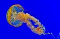 Jellyfish in a blue aquarium Royalty Free Stock Photo