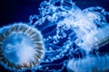 jellyfish in blue aquarium