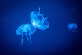 jellyfish in blue aquarium