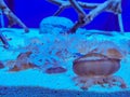 Jellyfish in the blue aquarium Royalty Free Stock Photo