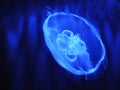 Jellyfish on blue background Royalty Free Stock Photo