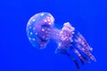 Jellyfish on blue background, close up, detail Royalty Free Stock Photo