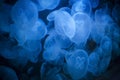 Jellyfish blue background Royalty Free Stock Photo