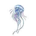 Jellyfish with blue and lilac palpus isolated on white background. Watercolor hand drawing illustration. Art for design