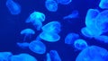Jellyfish Blue Neon Light