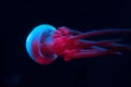 Jellyfish in blue and pink neon
