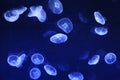 Jellyfish in blue water Royalty Free Stock Photo