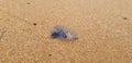 A Bluebottle Jellyfish or Portuguese Man of War on a beach in Australia