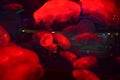 Jellyfish bright red sea creatures Royalty Free Stock Photo