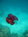 Jellyfish cauliflower, (Cephea cephea).