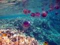 Jellyfish cauliflower, (Cephea cephea).