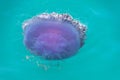 jellyfish cephea cephea at the surface of the water of the Pacific Ocean