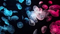 Jellyfish changes colours under fluorescent illumination Royalty Free Stock Photo