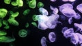 Jellyfish changes colours under fluorescent illumination Royalty Free Stock Photo