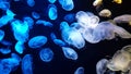 Jellyfish changes colours under fluorescent illumination Royalty Free Stock Photo