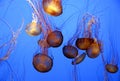 Jellyfish chaos Royalty Free Stock Photo