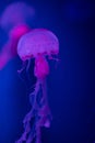 Jellyfish Chrysaora melanaster  in the sea beautiful Royalty Free Stock Photo