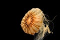 Jellyfish, chrysaora pacifica, isolated on black