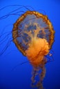 Jellyfish - Chrysaora quinquecirrha