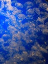 Jellyfish close-up against a blue background.