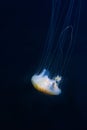 Jellyfish close up on Black Background Royalty Free Stock Photo