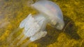 Jellyfish close-up on the Black Sea