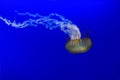 Jellyfish close up Chrysaora fucescens Royalty Free Stock Photo